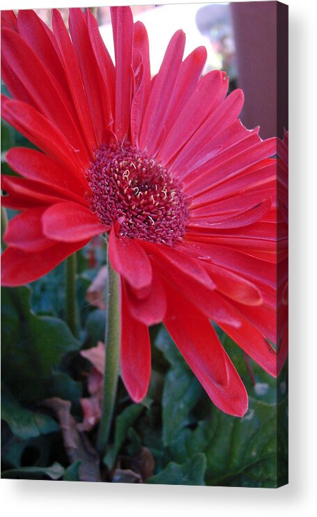 Red Acrylic Print featuring the photograph Flora by Mary Halpin