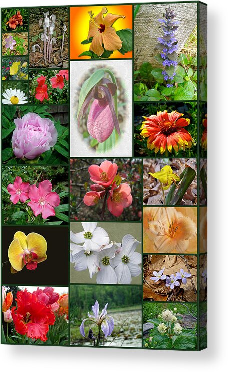 Floral Acrylic Print featuring the photograph Floral Collage by Carol Senske