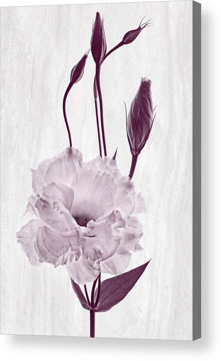 Lisianthus Flowers Acrylic Print featuring the photograph Flounce by Leda Robertson
