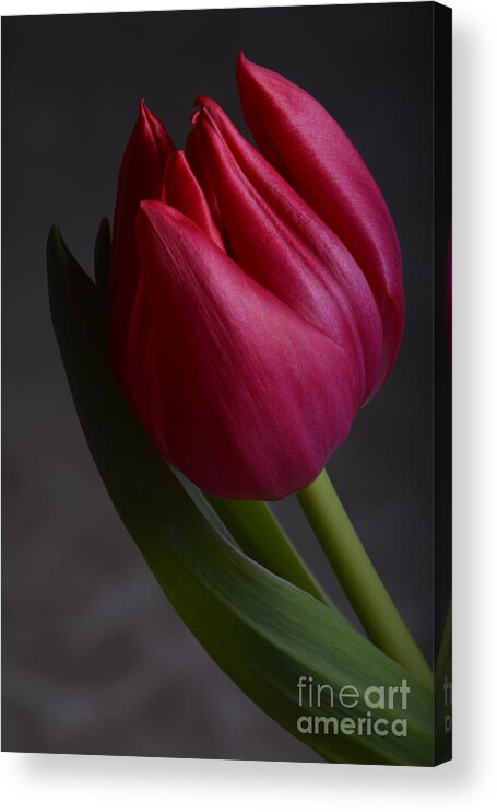 Flower Acrylic Print featuring the photograph Flourishing tulip by Robert WK Clark