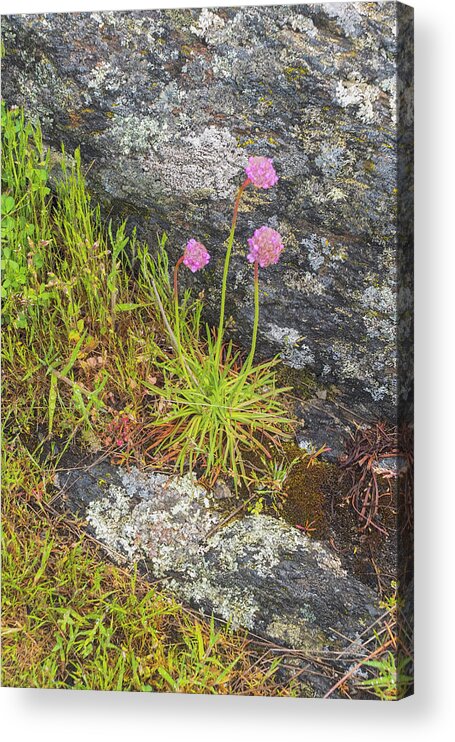 Oregon Coast Acrylic Print featuring the photograph Flower And Rock by Tom Singleton