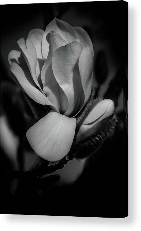 Flower Acrylic Print featuring the photograph Flower Noir by Allin Sorenson