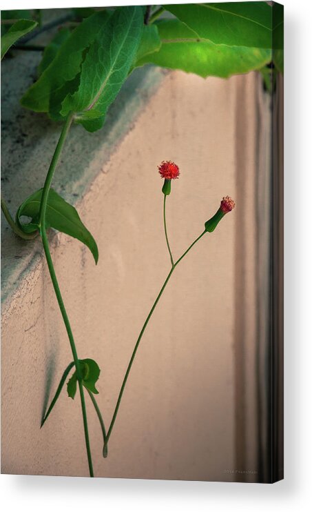 Coconut Grove Acrylic Print featuring the photograph Flowers, Leaves and Wall by Frank Mari