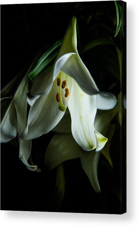 Blooming Acrylic Print featuring the photograph Flowing White lily by Dennis Dame