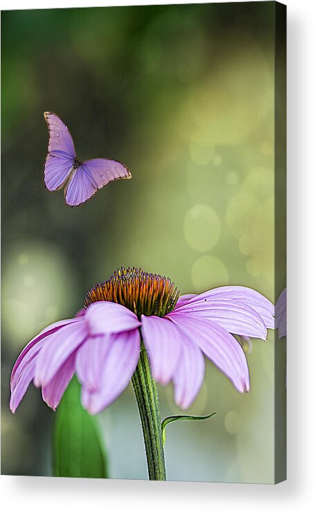 Flower Acrylic Print featuring the photograph Flutterby by Cathy Kovarik
