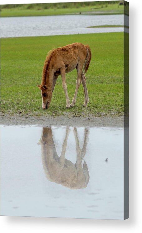 Drinking Acrylic Print featuring the photograph Foal eating grass by the water by Dan Friend