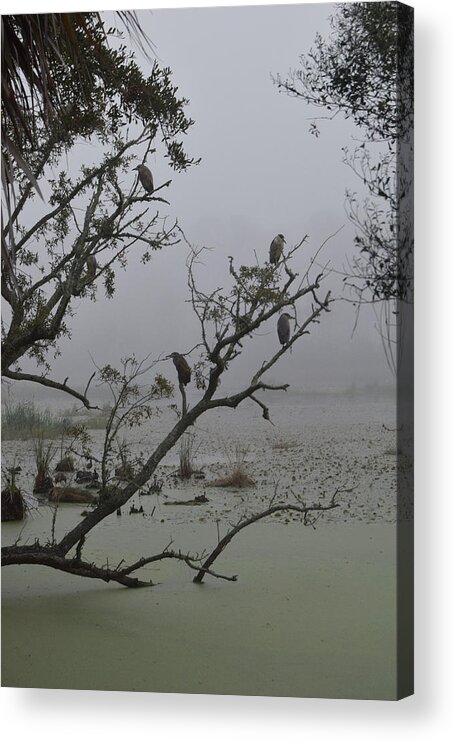 Black Crowned Night Heron Acrylic Print featuring the photograph Fog in the Morning by Jim Bennight