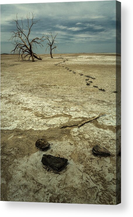 Dead Trees Acrylic Print featuring the photograph Footsteps into the Distance by Rick Strobaugh