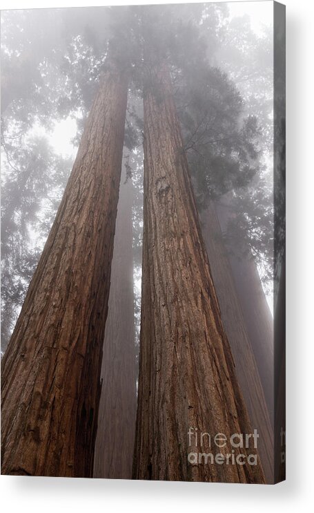 Sequoia National Park Acrylic Print featuring the photograph Forest Dream by Peggy Hughes