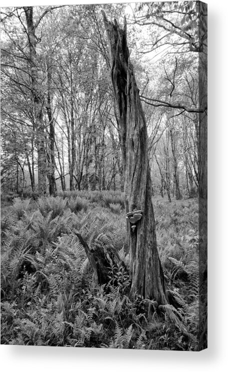 Black And White Acrylic Print featuring the photograph Forest Meadow Remnant by Irwin Barrett
