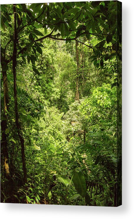 Canyon Acrylic Print featuring the photograph Forest Through The Trees by Garry Loss