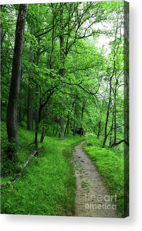Forest Trail Acrylic Print featuring the photograph Forest Trail in Patapsco Valley State Park by James Brunker