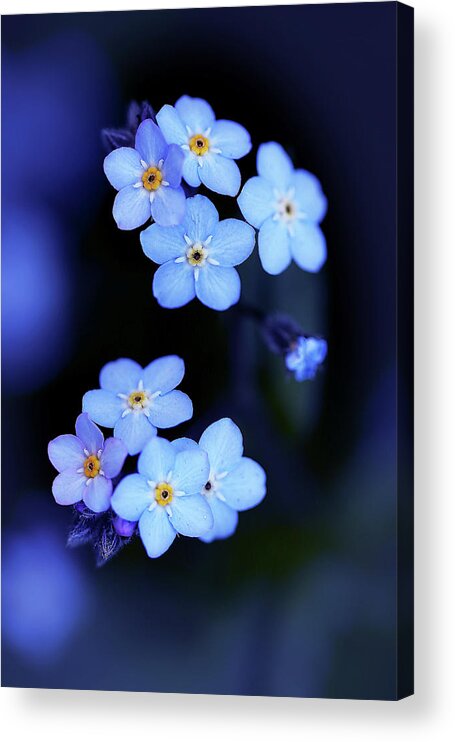 Flowers Acrylic Print featuring the photograph Forget Me Not by Vanessa Thomas