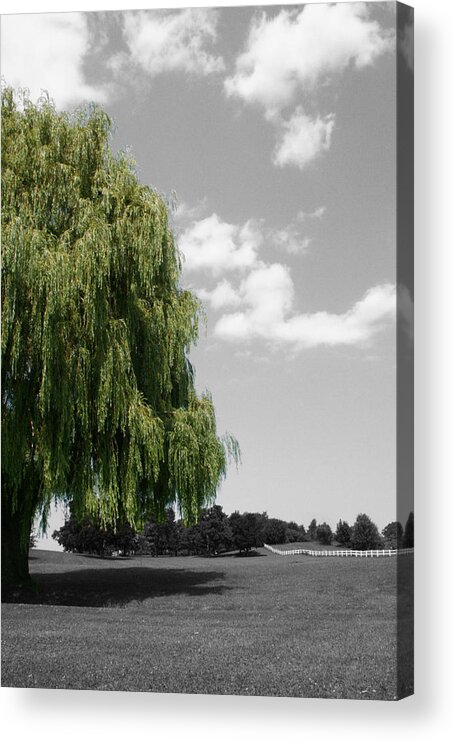 Desaturation Acrylic Print featuring the photograph Forman Willow by Dylan Punke