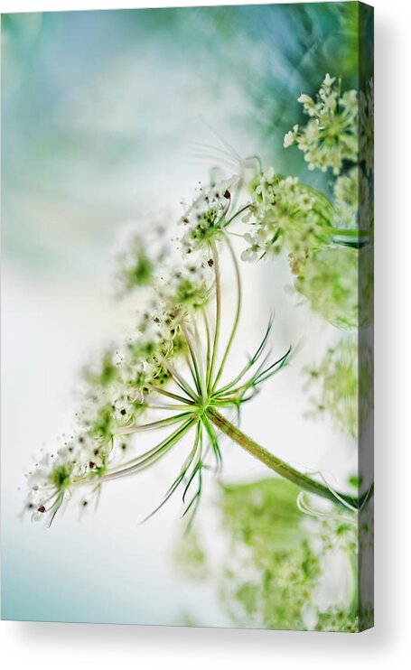 Umbel Acrylic Print featuring the photograph Fragile by Nailia Schwarz
