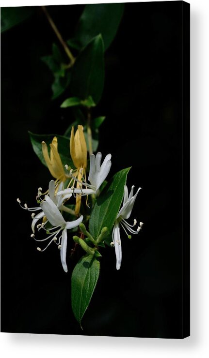 A Cluster Of Honeysuckle Providing Its Sweet Fragrance. Acrylic Print featuring the photograph Fragrant Honeysuckle by Karen Harrison Brown