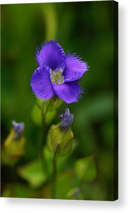 Wildflower Acrylic Print featuring the photograph Fringed Gentian by Bill Morgenstern