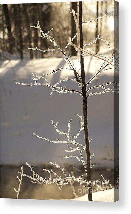 Light Acrylic Print featuring the photograph Frosted Branches by Elaine Mikkelstrup