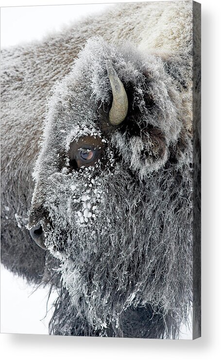 Bison Acrylic Print featuring the photograph Frosty Bison by D Robert Franz
