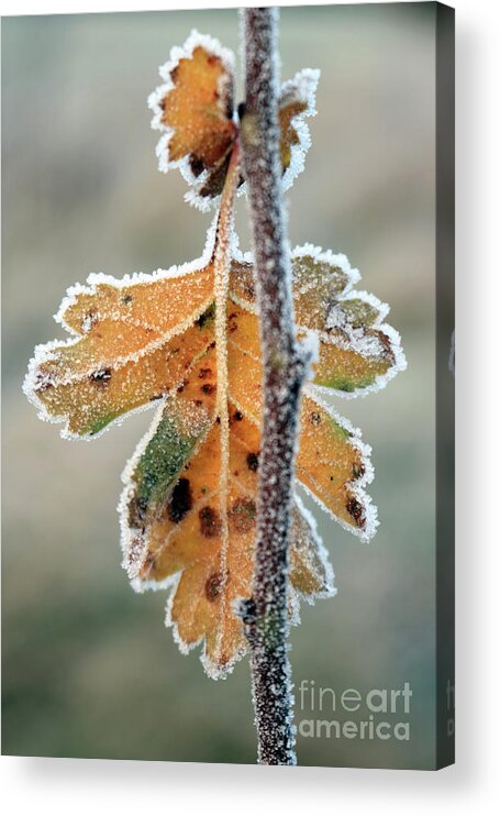 Winter Morning Frost Frosty Leaf Acrylic Print featuring the photograph Frosty leaf by Julia Gavin