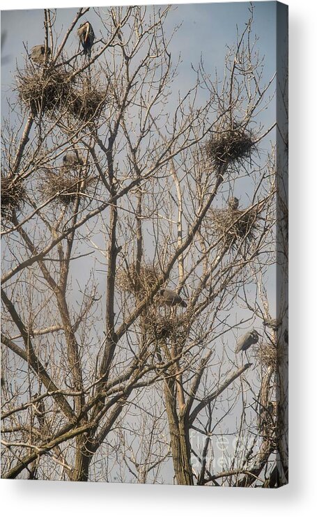 Great Blue Heron Acrylic Print featuring the photograph Full House by David Bearden