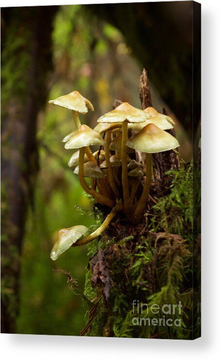 Photography Acrylic Print featuring the photograph Fungal Blooms by Sean Griffin