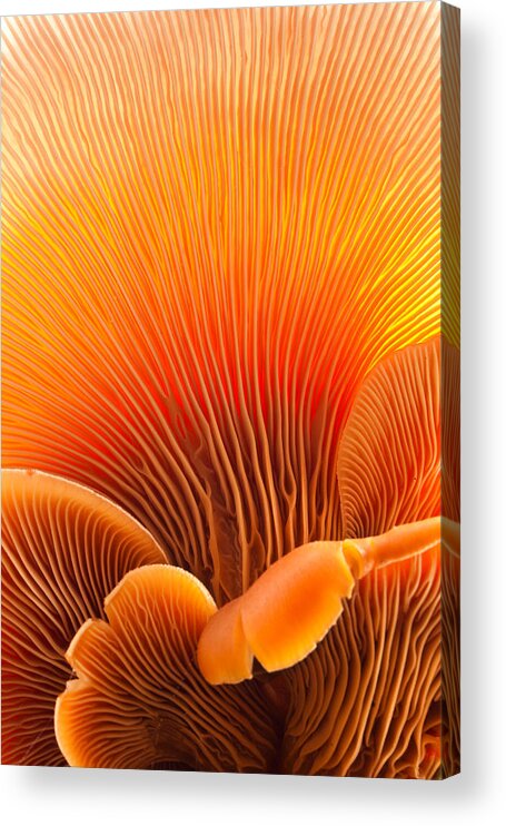 Macro Acrylic Print featuring the photograph Fungal Forest by Thomas Haney