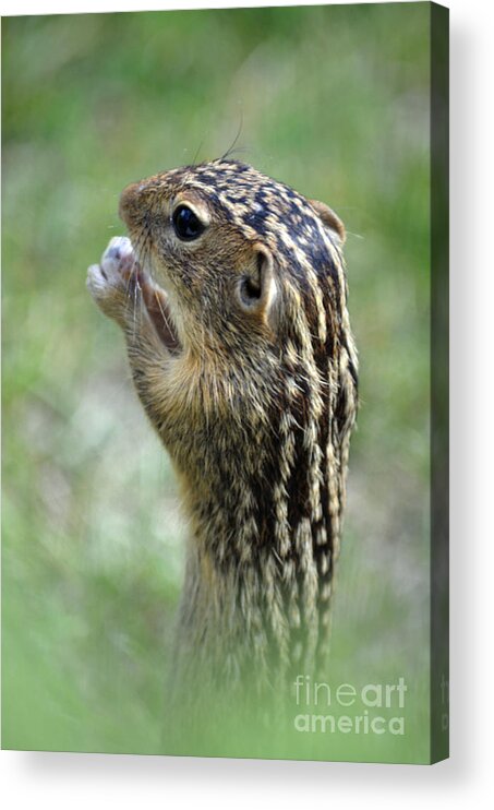 Squirrel Acrylic Print featuring the photograph Garden Pest by Deb Halloran