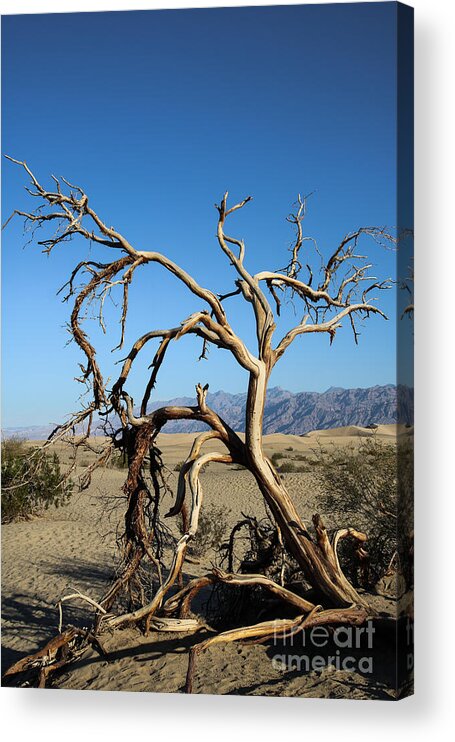 Mesquite Dunes Acrylic Print featuring the photograph Ghost Tree by Suzanne Luft