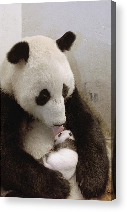 Mp Acrylic Print featuring the photograph Giant Panda Ailuropoda Melanoleuca Xi by Katherine Feng