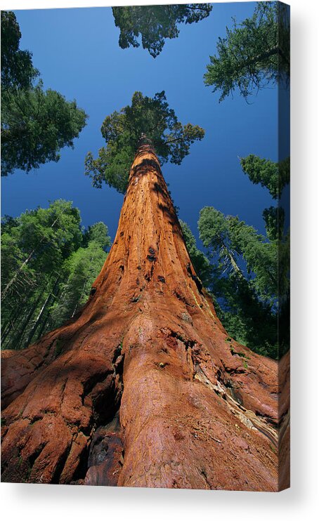 00553424 Acrylic Print featuring the photograph Giant Sequoia in Yosemite by Jeff Foott