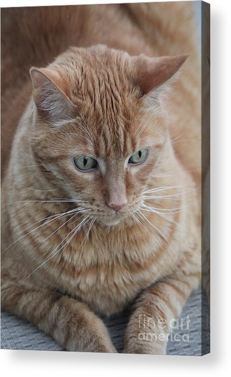 Ginger Tabby Acrylic Print featuring the photograph Ginger Cat by Donna L Munro