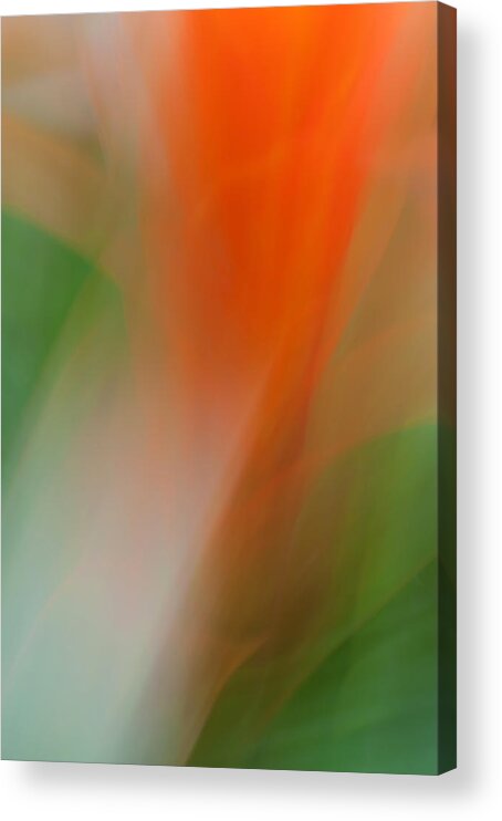 Flower Acrylic Print featuring the photograph Ginger Flower by Catherine Lau