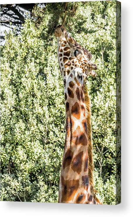 Giraffe Acrylic Print featuring the photograph Giraffe by Kate Brown