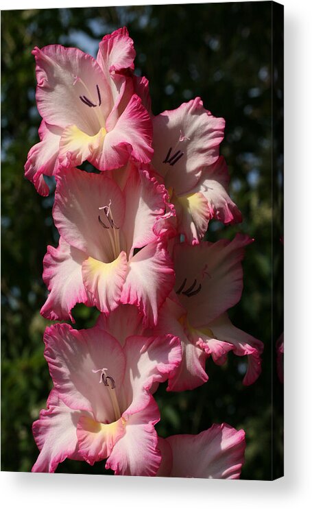 Gladiolus Acrylic Print featuring the photograph Gladiolus Parfait by Tammy Pool