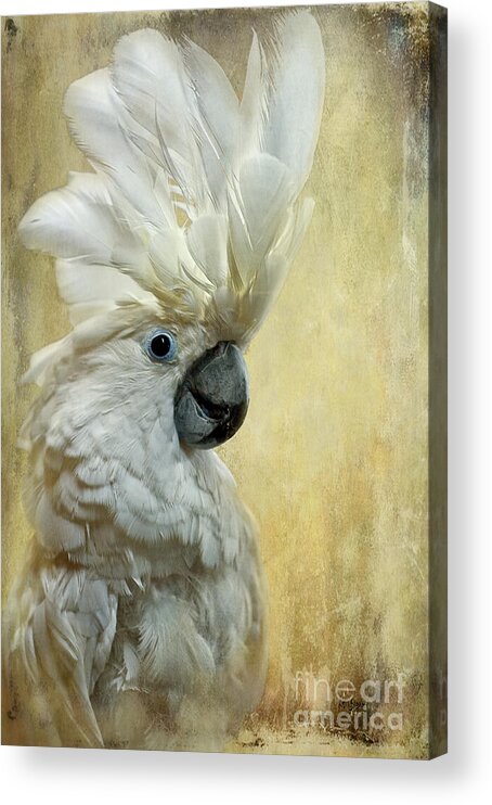 Bird Acrylic Print featuring the photograph Glamour Girl by Lois Bryan