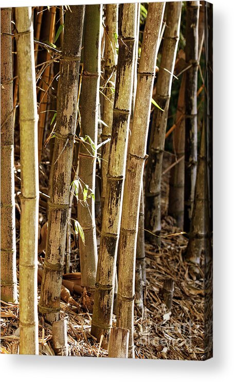 Bamboo Acrylic Print featuring the photograph Golden Canes by Linda Lees