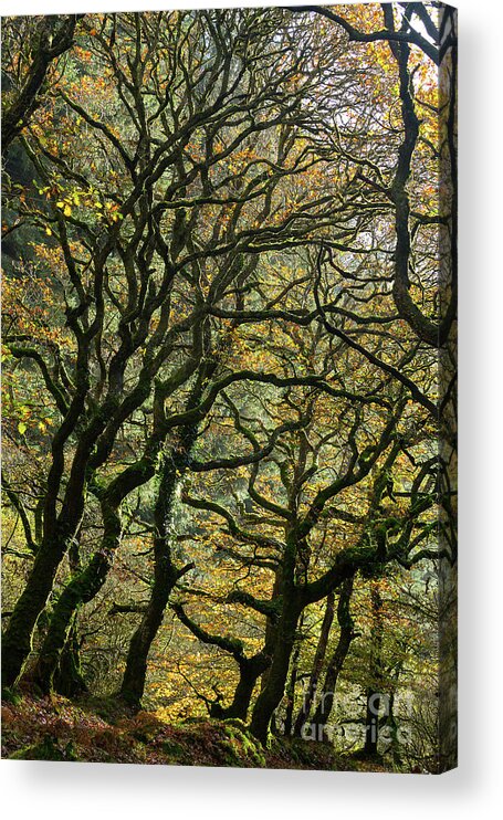 Oak Trees Acrylic Print featuring the photograph Golden Oaks by Andy Myatt