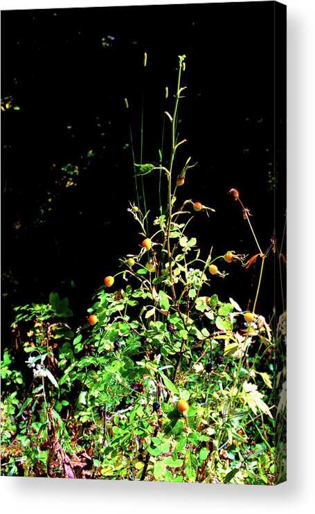 Rose Acrylic Print featuring the photograph Golden Rose Hips by Scott Carlton