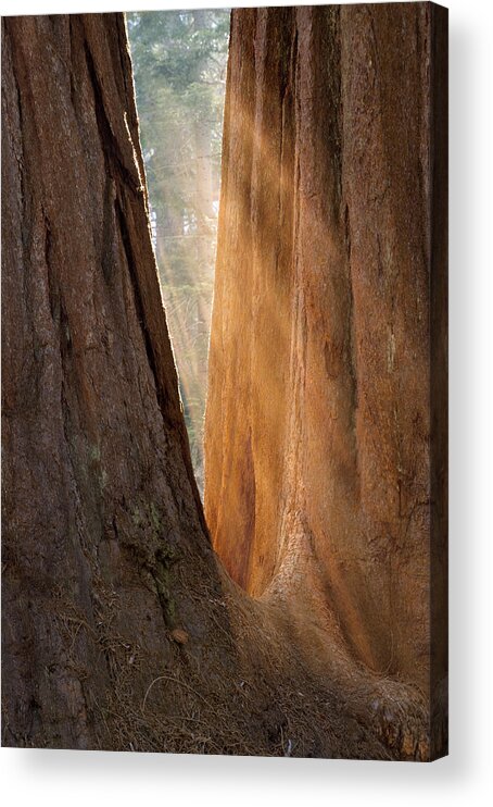 Sequoia Acrylic Print featuring the photograph Golden Sequoia by Sandra Bronstein