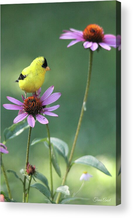 American Goldfinch Acrylic Print featuring the photograph Goldfinch on a Coneflower by Trina Ansel