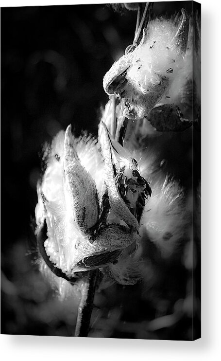 Seed Acrylic Print featuring the photograph Gone to Seed Milkweed 1 by Teresa Mucha
