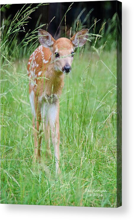 Fawn Acrylic Print featuring the photograph Good Morning World by Peg Runyan