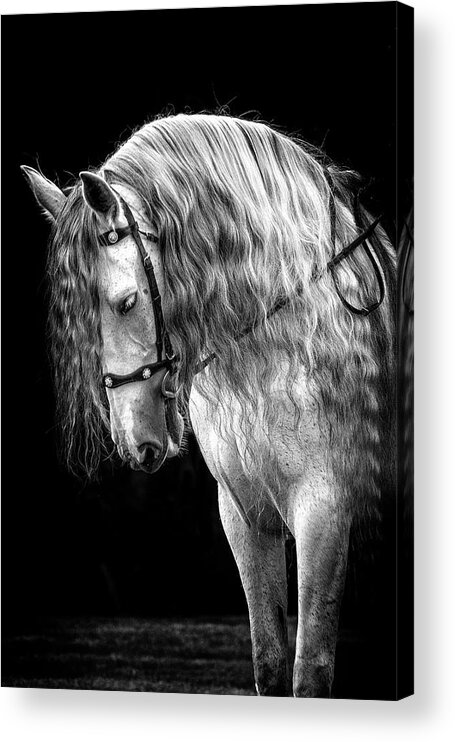 Gorgeous Andalusian Acrylic Print featuring the photograph Gorgeous Andalusian by Wes and Dotty Weber