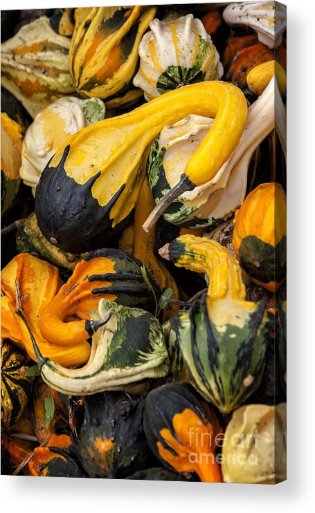 Gourds Of Color Acrylic Print featuring the photograph Gourds of Color by David Millenheft