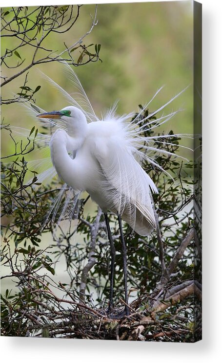 Great White Egret Acrylic Print featuring the photograph Grace IN Nature II by Carol Montoya