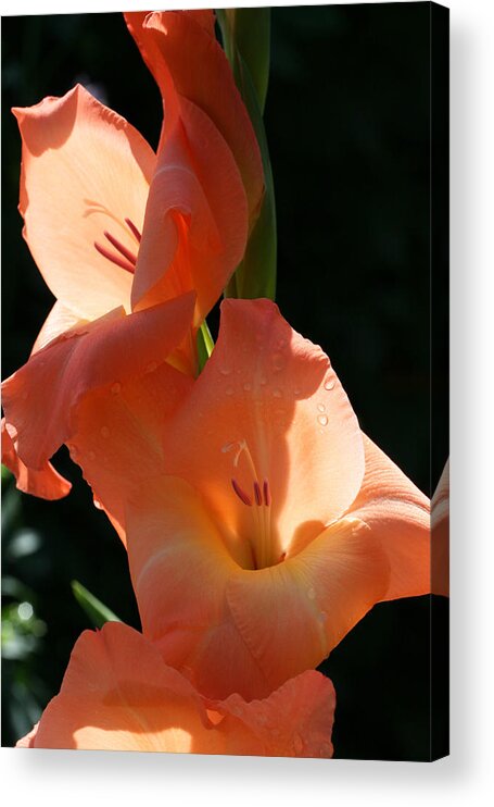 Gladiolus Acrylic Print featuring the photograph Graceful Gladiolus by Tammy Pool