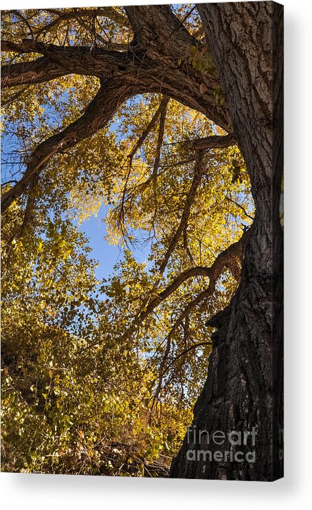 Arizona Acrylic Print featuring the photograph Grand Cottonwood by Al Andersen