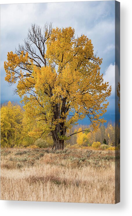 Fall Acrylic Print featuring the photograph Grand Old Tree by Chuck Jason