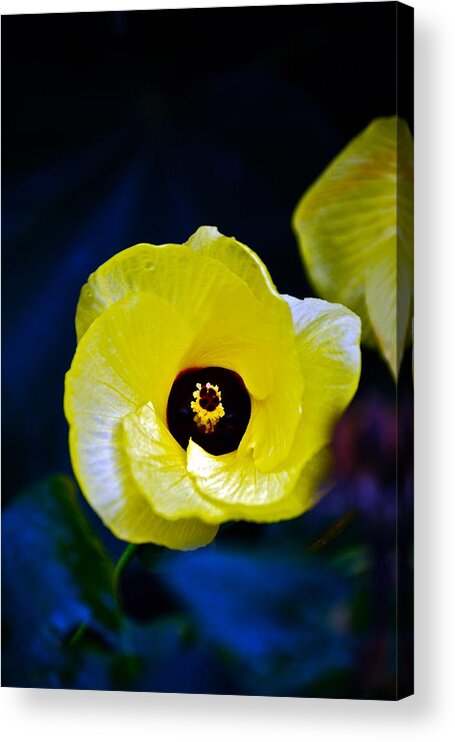 Flower Opening Acrylic Print featuring the photograph Grand Opening by Debbie Karnes